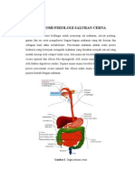 Anatomi Fisiologi Saluran Cerna