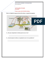 Actividad #2 Ciclo Del Carbono