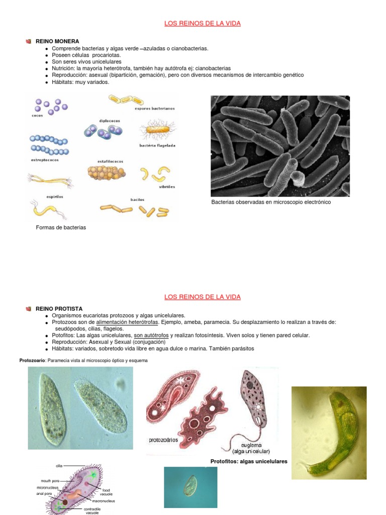 Reinos de Vida: Monera a Archea | PDF | Archaea | Plantas