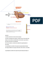 Anatomia Revisão