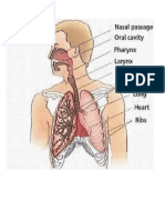 respiratory sys