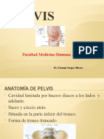 Osteoartrologia de La Pelvis 2018. Diafragma Pelviano