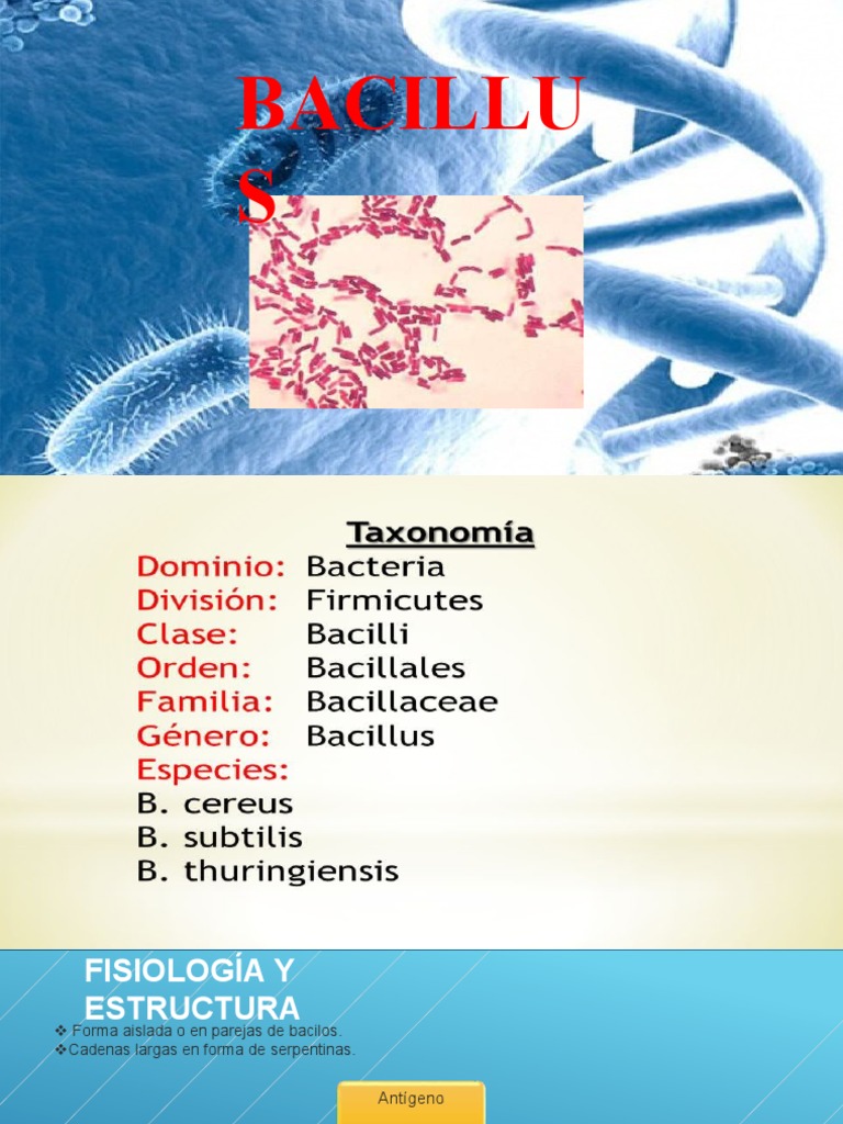BACILUS | PDF