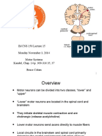 Motor Pathways