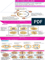 Infografia Ciclo Celular