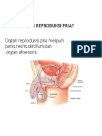 Organ Reproduksi Pria