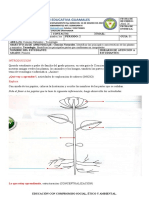 Primero P2