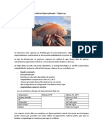 Informe Tilapia