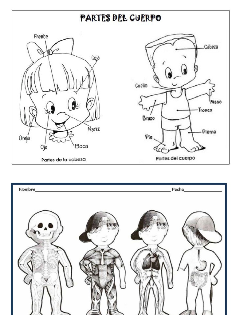 Cuerpo Humano Imprimir | PDF