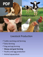 Introduction to Sheep Production Basics | PDF | Sheep | Lamb And Mutton