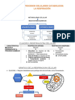 PROCESOS - CELULARES Biología Primero
