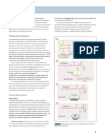 Membrane Cell.en.Es