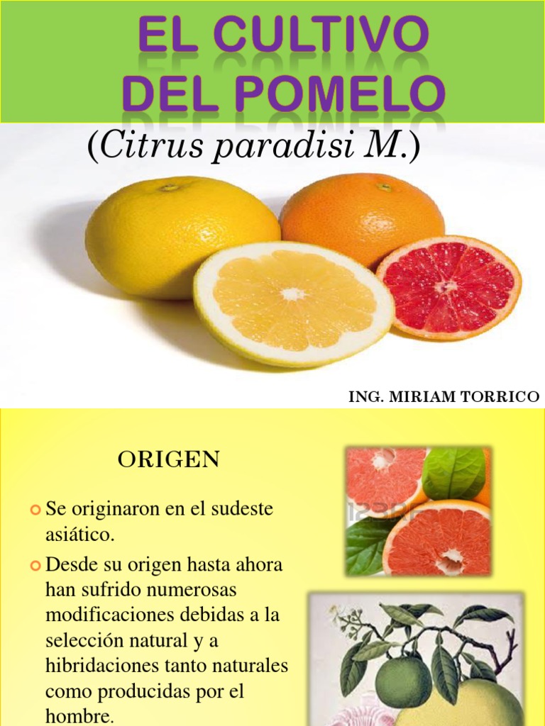 Cultivo Del Pomelo PDF Pomelo Plantas