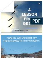 Ask the geese
