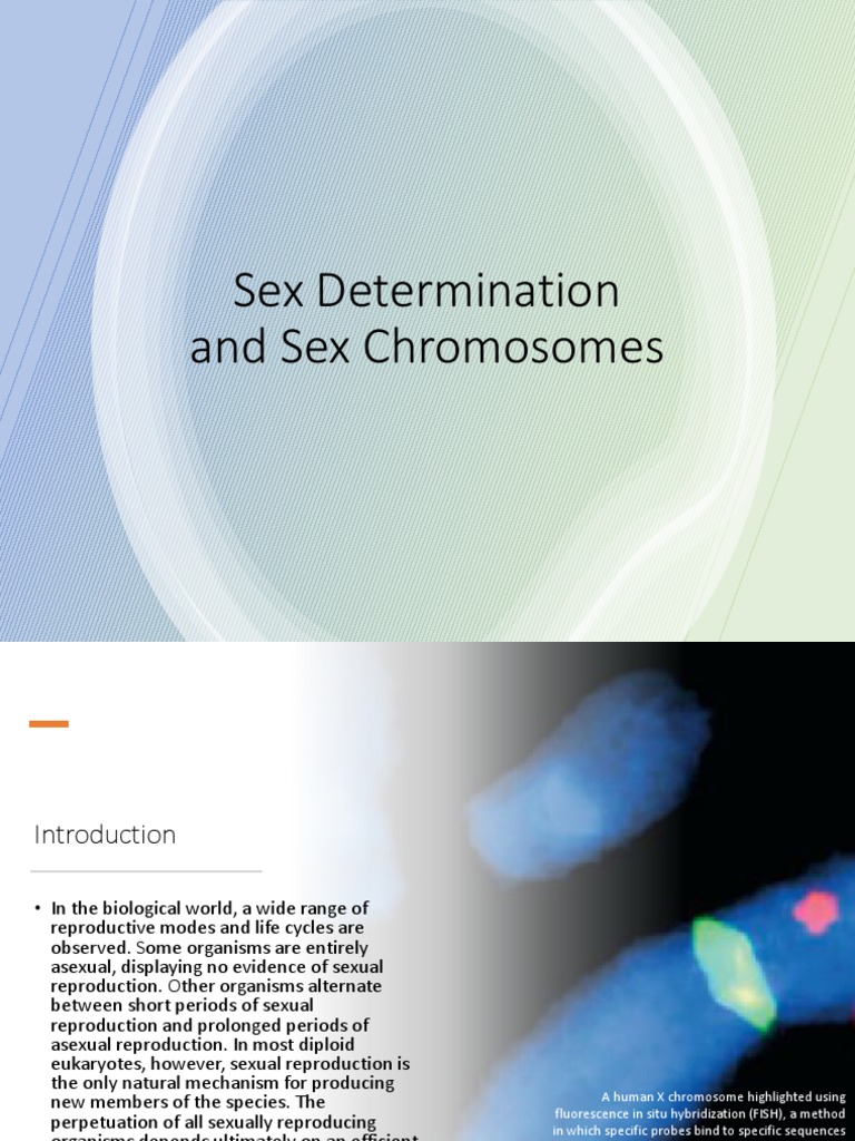 Understanding Sex Determination Mechanisms | PDF | Sex | Sexual ...