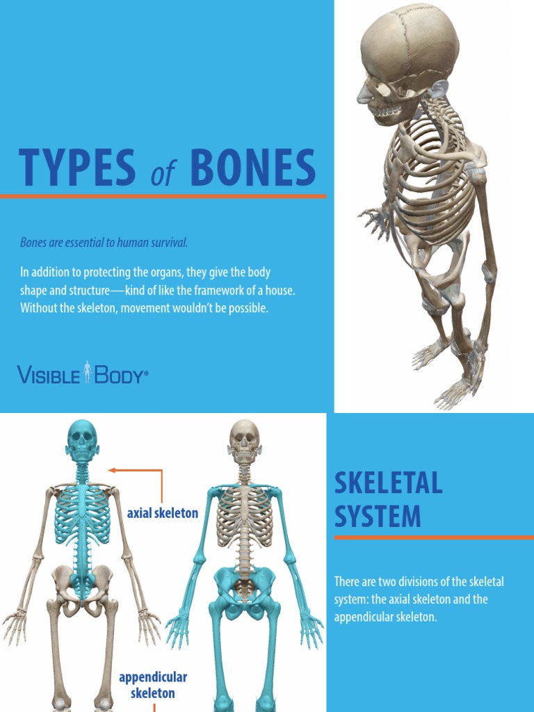 Overview of Skeletal System Divisions | PDF | Vertebral Column | Skeleton