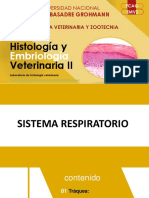 Sistema Respiratorio