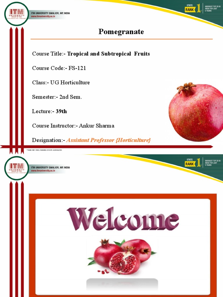 Pomegranate Pdf Pomegranate Irrigation