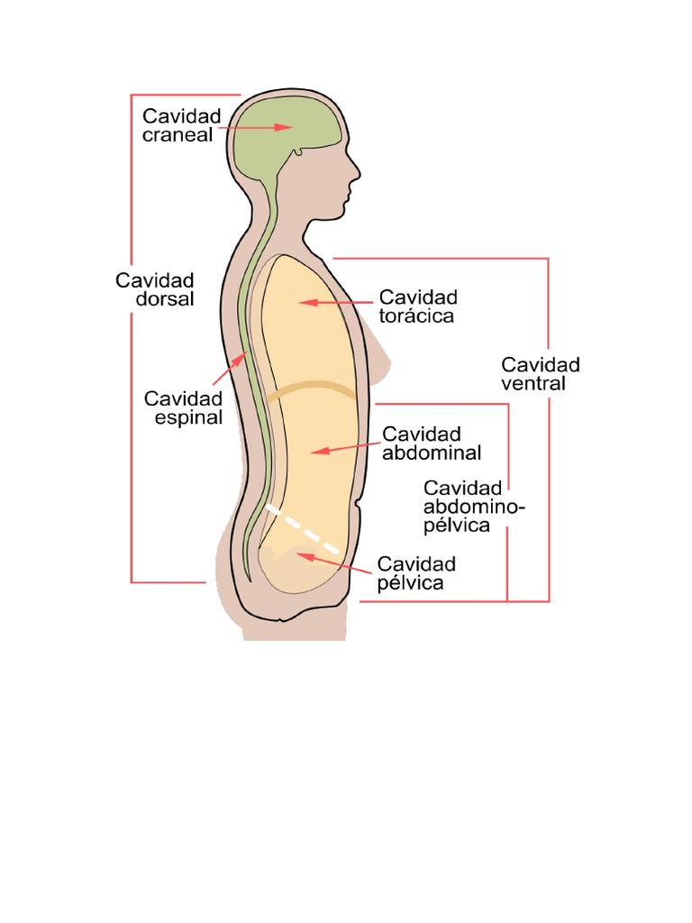 Cavidades Del Cuerpo Humano | PDF