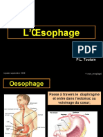 Cours Oesophage