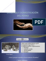 Clase Orígenes Del Perro, Domesticación Con Vídeos