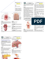 A13 1° Sistema Digestivo