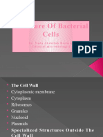 Bacterial Cell Structure Explained