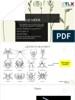 ARACNIDOS