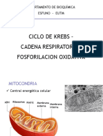 Teor 8 Ciclo de Krebs PO 2021