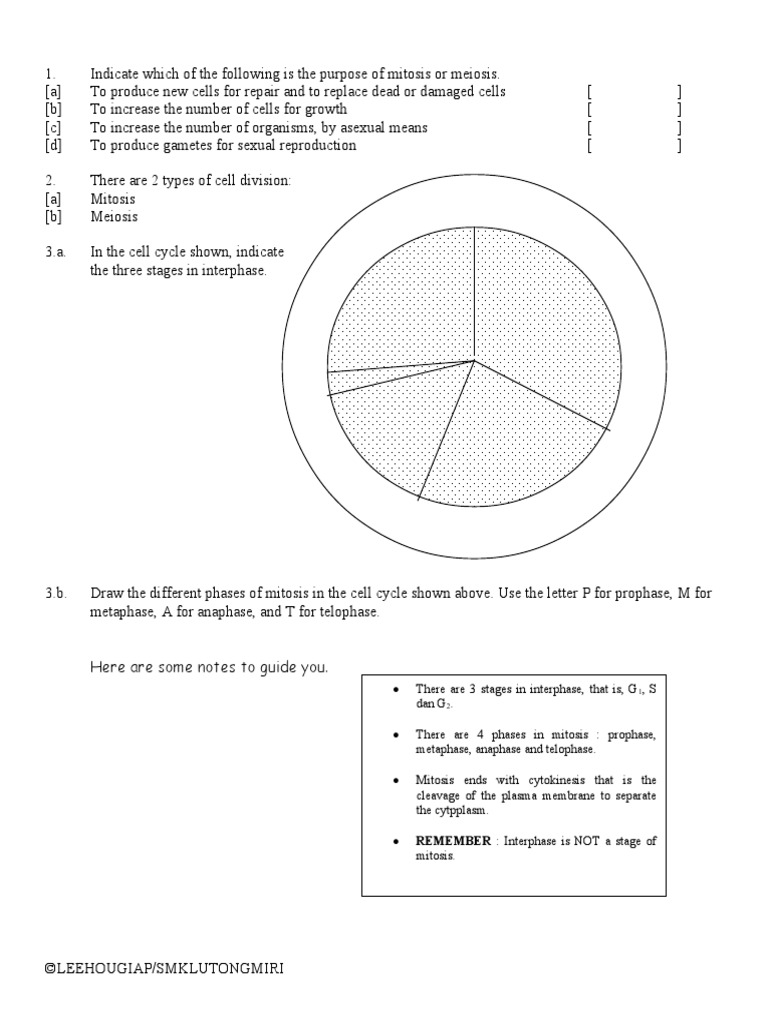 REMEMBER: Interphase Is NOT A Stage of | PDF | Mitosis | Cell Anatomy