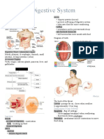 Digestive System: Pharyn X