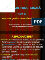 Aparatul genital masculin