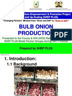 Onion Cultivation JICA