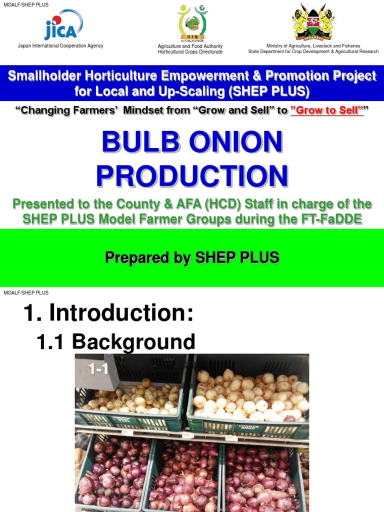 Onion Cultivation JICA PDF Onion Plant Nursery