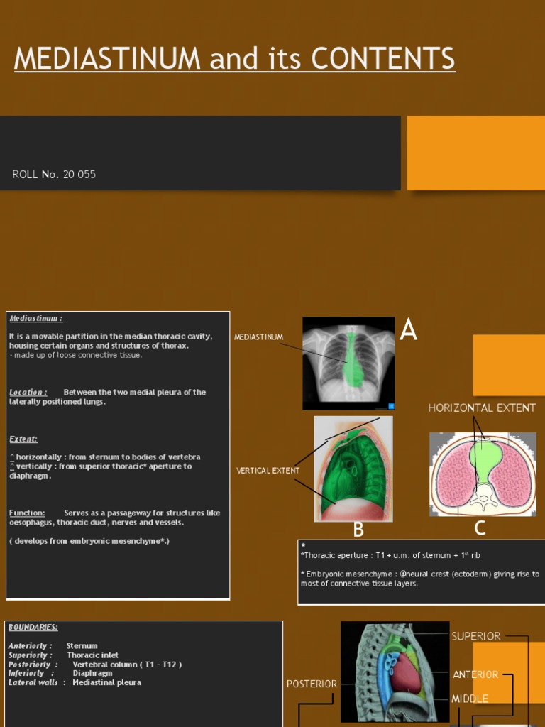 Overview of the Mediastinum Anatomy | PDF | Thorax | Esophagus