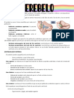 Función y anatomía del cerebelo