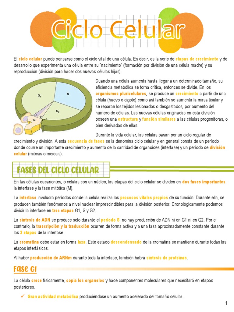 Ciclo Celulary Replicacion | PDF | Replicación De Adn | Ciclo celular