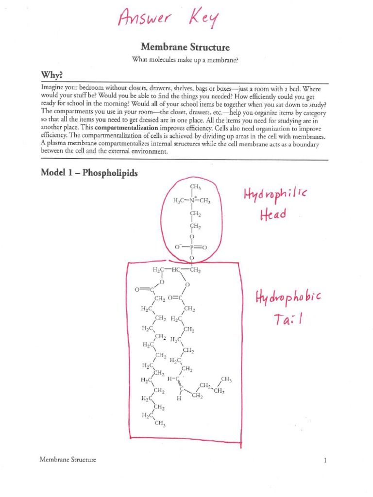 pogil-membrane-structure-answer-key-pdf