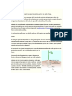 Partes de Las Plantas Alvaro Rodriguez