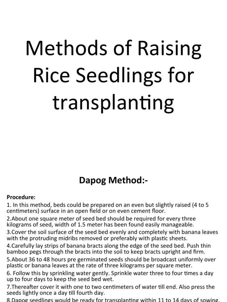 Dapog Method for Rice Seedling Cultivation | PDF | Plant Nursery | Sowing