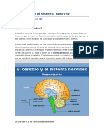 El Cerebro y El Sistema Nervioso