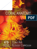 U3 Coral Anatomy Background