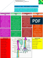 Fisiología general del miembro superior: cintura escapular, brazo, antebrazo y mano