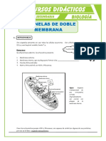 Organelas de Doble Membrana para Cuarto de Secundaria