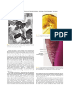 Dental Anatomy and Histology Chapter Summary