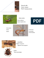 Formas y géneros de insectos