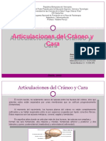 Articulaciones del Cráneo y Cara: Suturas, Tipos y Función