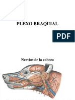 Nervios Periféricos Plexo Braquial