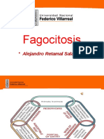 CLASE - 14 Fagocitosis