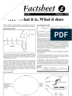 ATP - What It Is, What It Does: Bio Factsheet